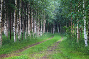 birch forest in Finland